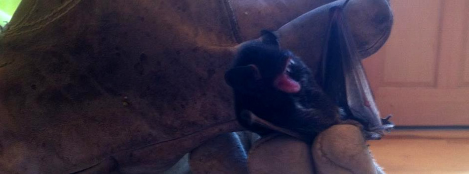 Bat Removal in La Porte